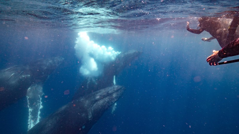 whale watching