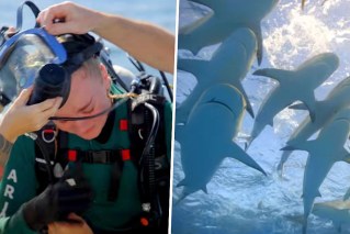 ‘Totally bonkers’: Celebrities plus sharks on TV