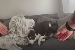 Police rescue dog from smoke-filled house