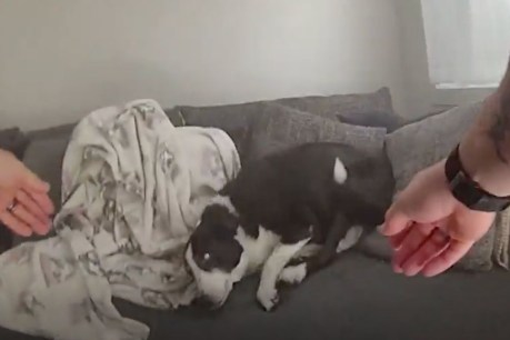Police rescue dog from smoke-filled house