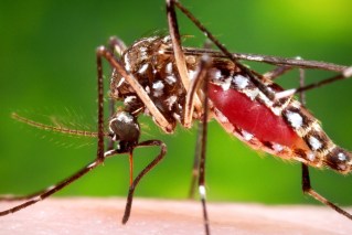Why Google wants to release 64 million mozzies