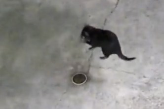 Tassie devil escapee spotted on home security camera