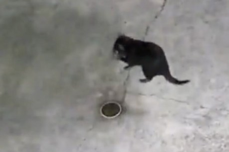 Tassie devil escapee spotted on home security camera