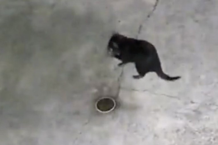 Tassie devil escapee spotted on home security camera