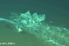 Ancient whale graveyard found in the Indian Ocean