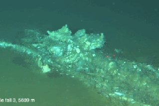 Ancient whale graveyard found in the Indian Ocean