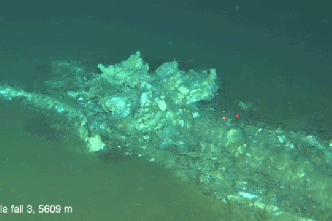 Ancient whale graveyard found in the Indian Ocean