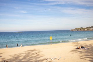 Woman critical, city beaches shut after shark mauling