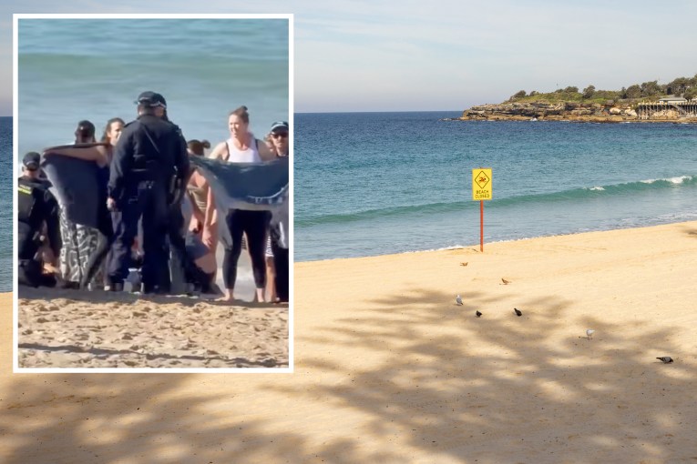 Cull caution urged after city beach shark attack
