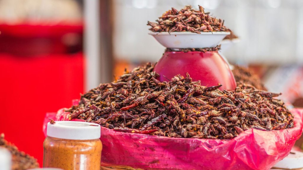 edible insects
