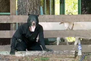 Japan's bizarre bear drills aim to curb fatal attacks