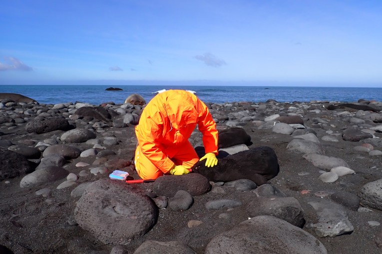 Thirteen thousand baby seals killed on Aussie island