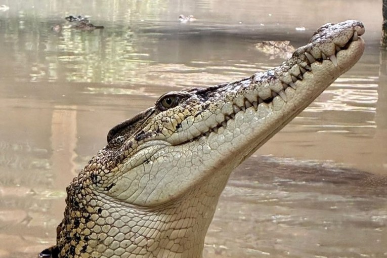 Boy, 3, hurled into croc enclosure in suspected attempted murder