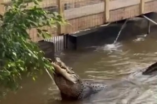 Man arrested after boy, 3, hurled into zoo’s crocodile pit