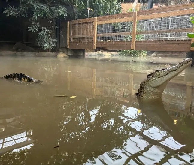 crocodile Johnsons of old Hurst