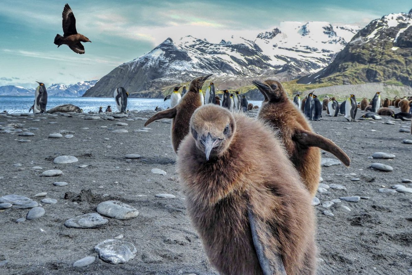 The virus is particularly deadly for penguins.