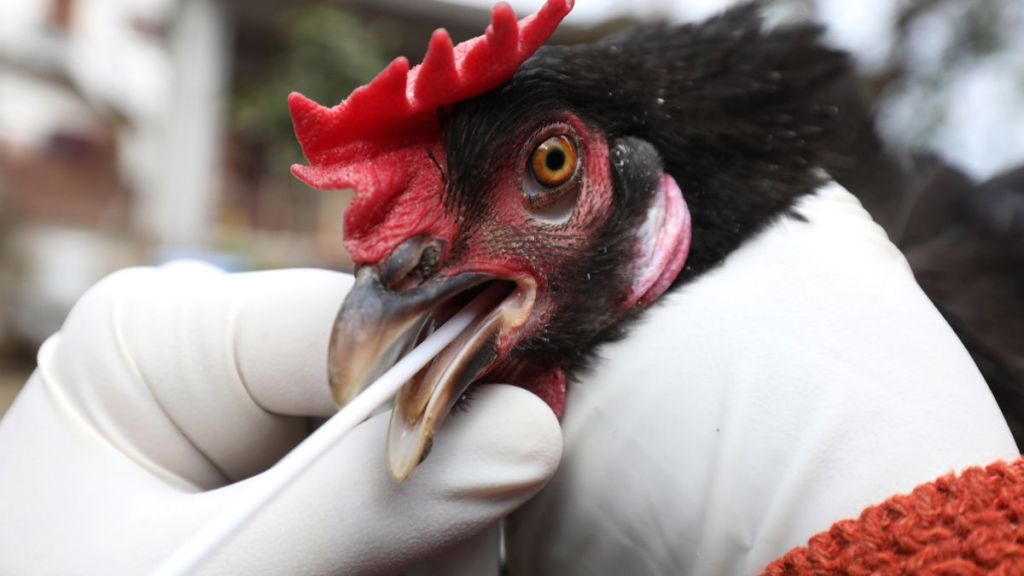Bird flu