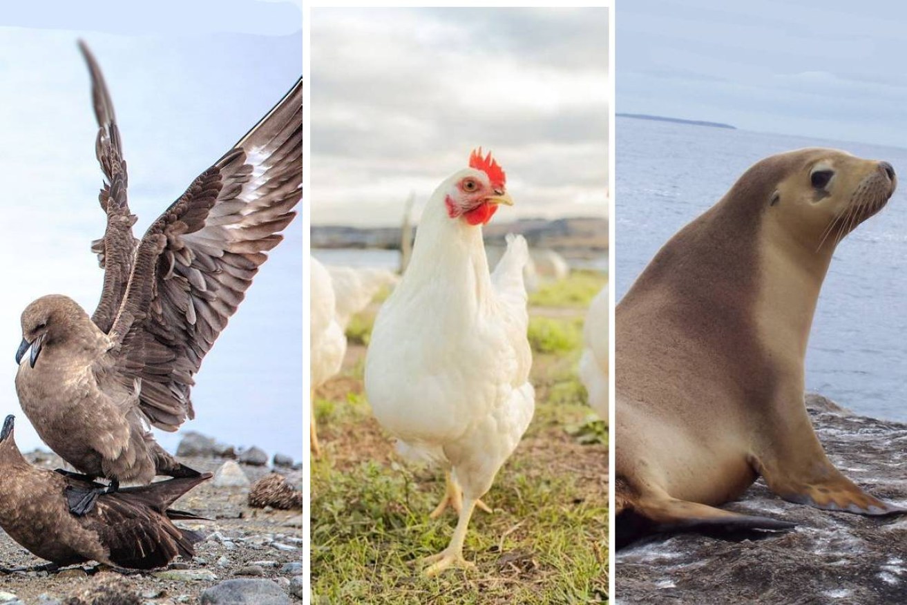 Overseas, avian flu has devastated wildlife and caused major losses in poultry.