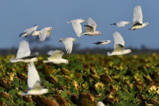 Reports for sick birds surge but no new cases detected