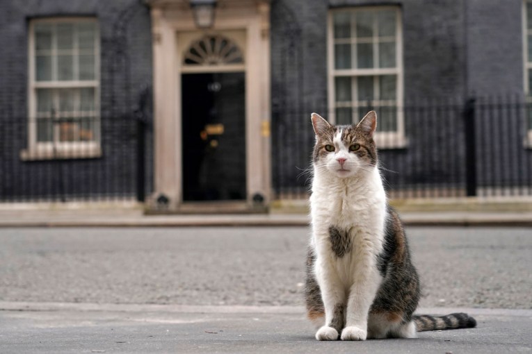 In the midst of chaos, Britain can count on Larry