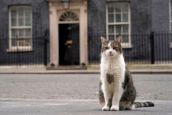 In the midst of chaos, Britain can count on Larry
