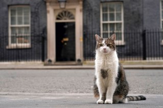 In the midst of chaos, Britain can count on Larry