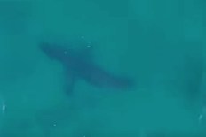Fresh shark sighting forces Bondi Beach closure