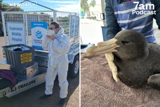 Race to stop bird flu becoming a 'wildlife massacre'