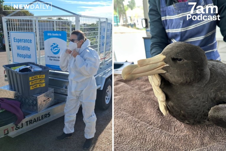 Race to stop bird flu becoming a 'wildlife massacre'