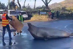 Neil the Seal ‘whacking’ incident sparks backlash