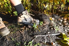 Fire ants could kill thousands of Aussie pets