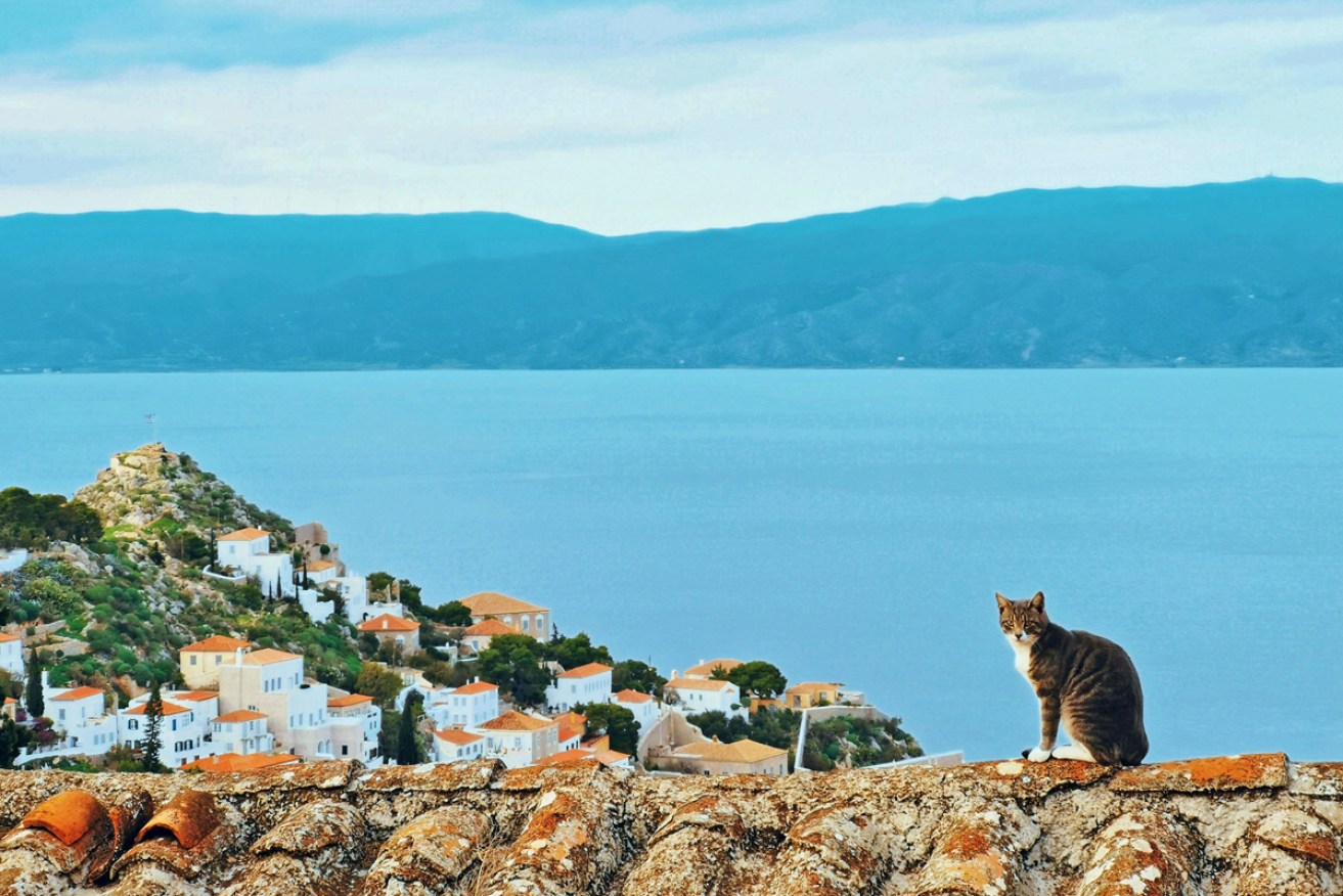 Cats, calm and Cohen on the delightful and varied Greek island of Hydra.