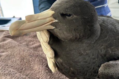 Fifth case of bird flu confirmed in seabird