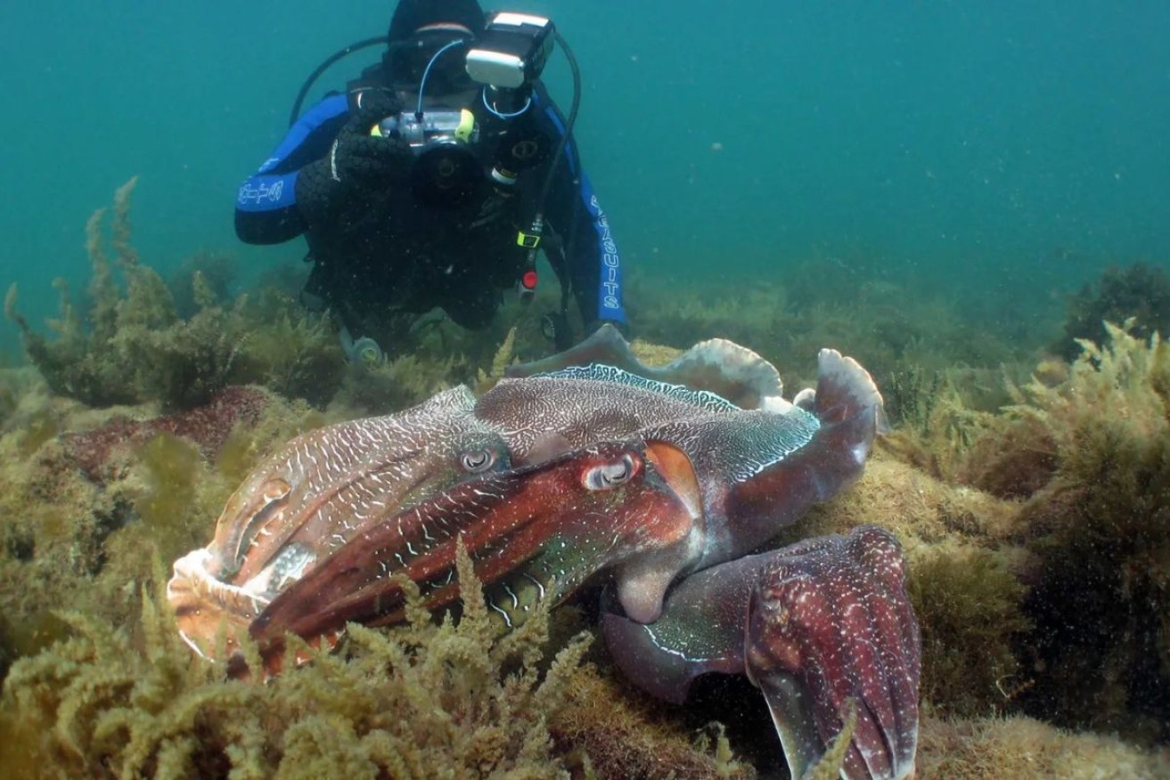 Waller said up to 200,000 giant cuttlefish sometimes gathered in waters off Whyalla.