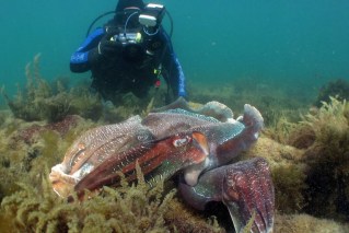 Swimming, diving bans amid fears for cuttlefish