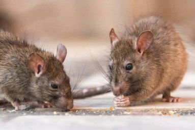 Joy of pests: Why rat catchers are happy at work