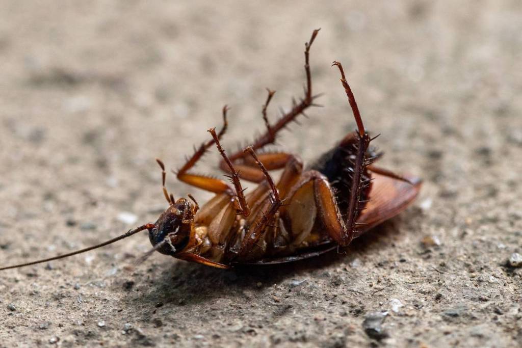 rats pest cockroach