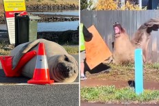 'Loved to death': Grim warning for Neil the Seal