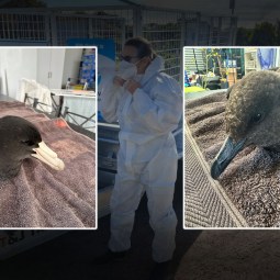 Suspected bird flu case in third state