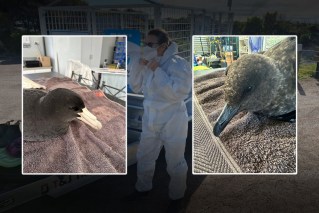 Suspected bird flu case detected in NSW
