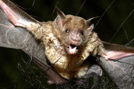 Boy dies of rabies after waking with bat on his face