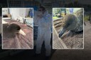 Sixth bird flu case confirmed in NSW