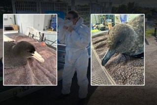 Sixth bird flu case confirmed in NSW