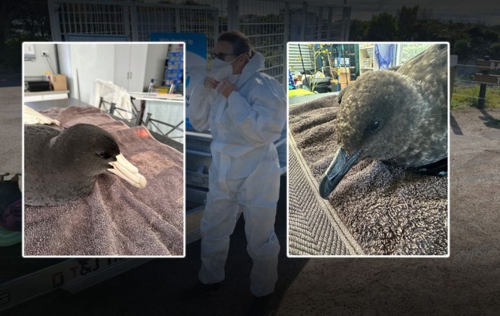Sixth bird flu case confirmed in NSW