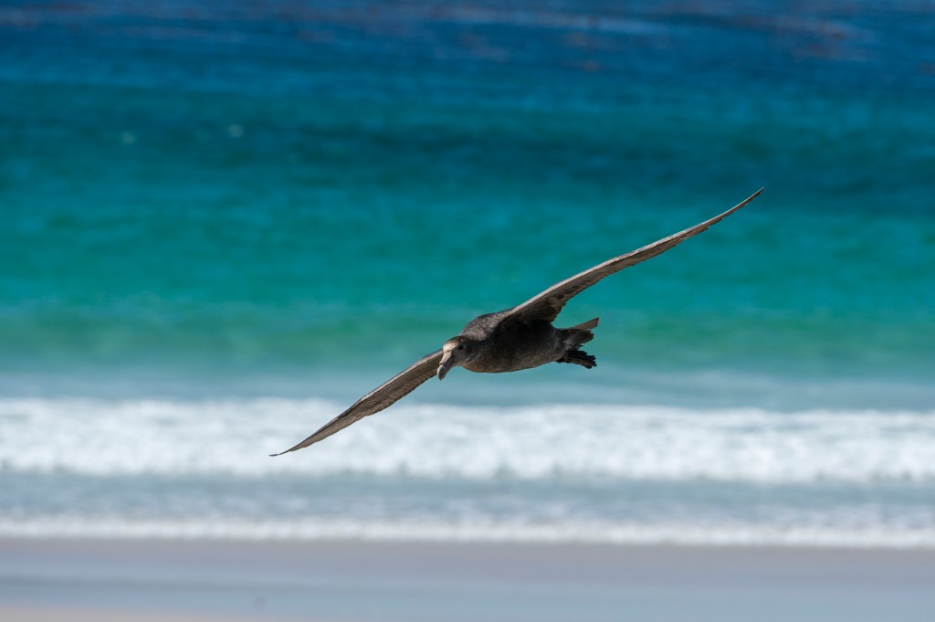 Petrel Falklands