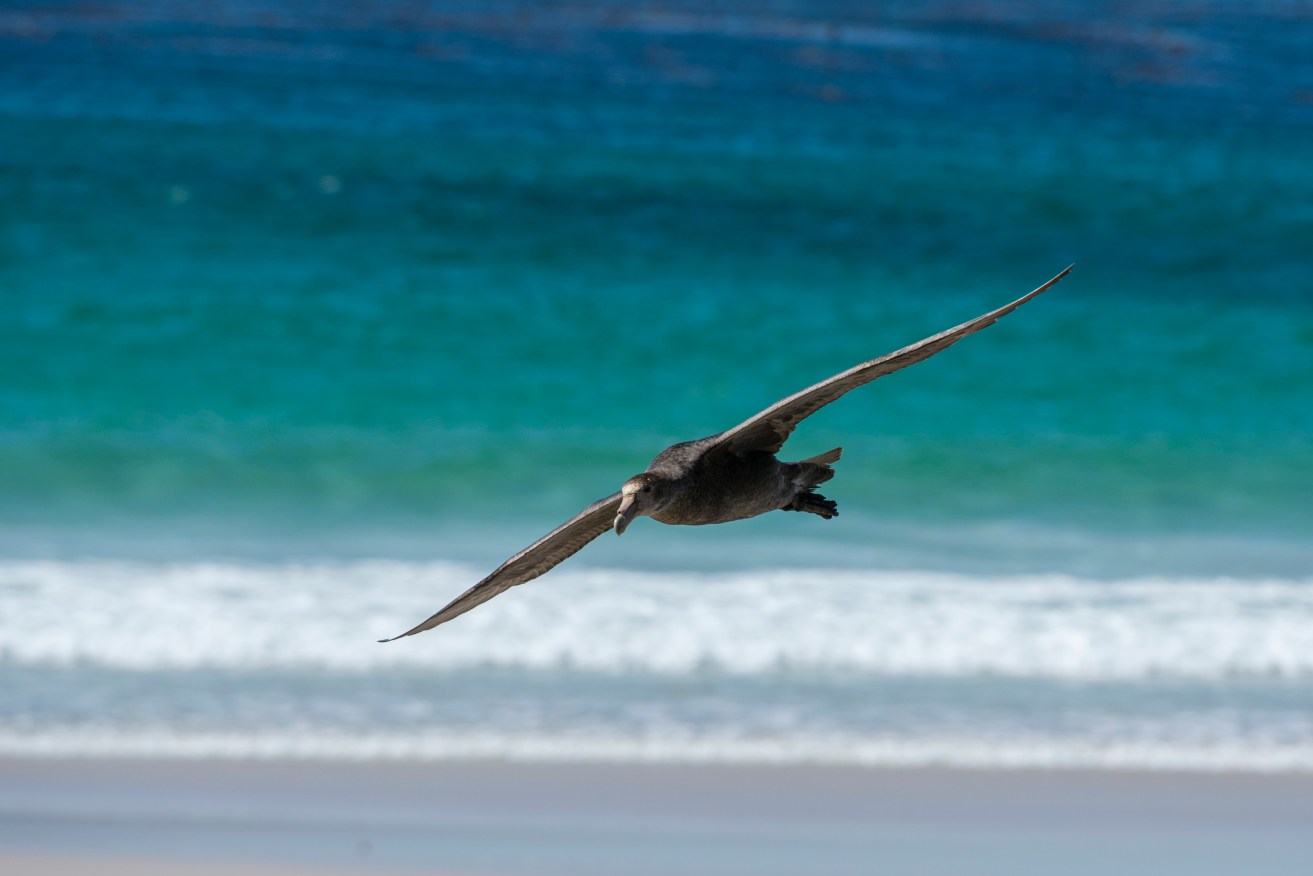A southern giant petrel found in South Australia is the latest suspected bird flu case.