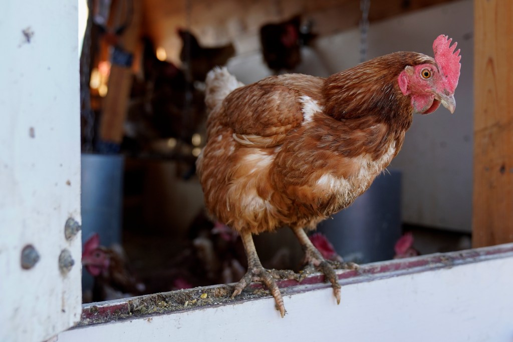 Poultry