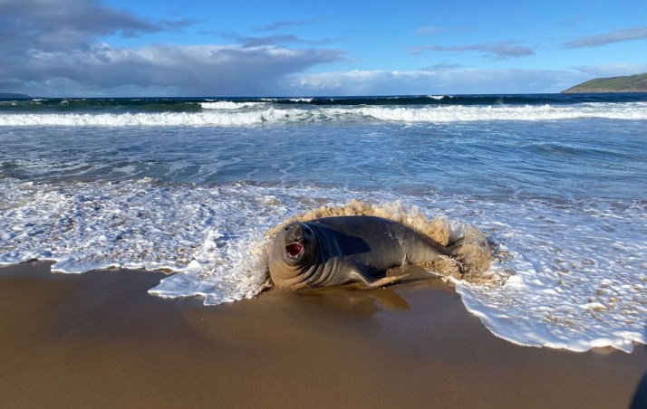 'Miss you': Neil the seal returns to the sea