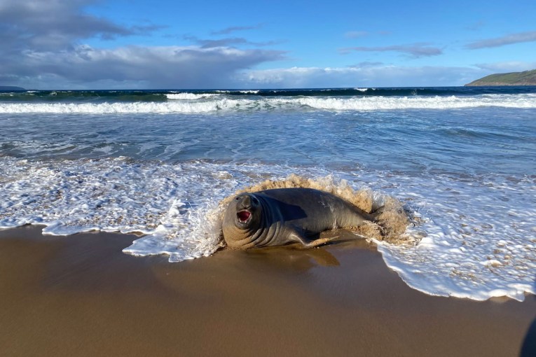 'Miss you': Neal the seal returns to the sea