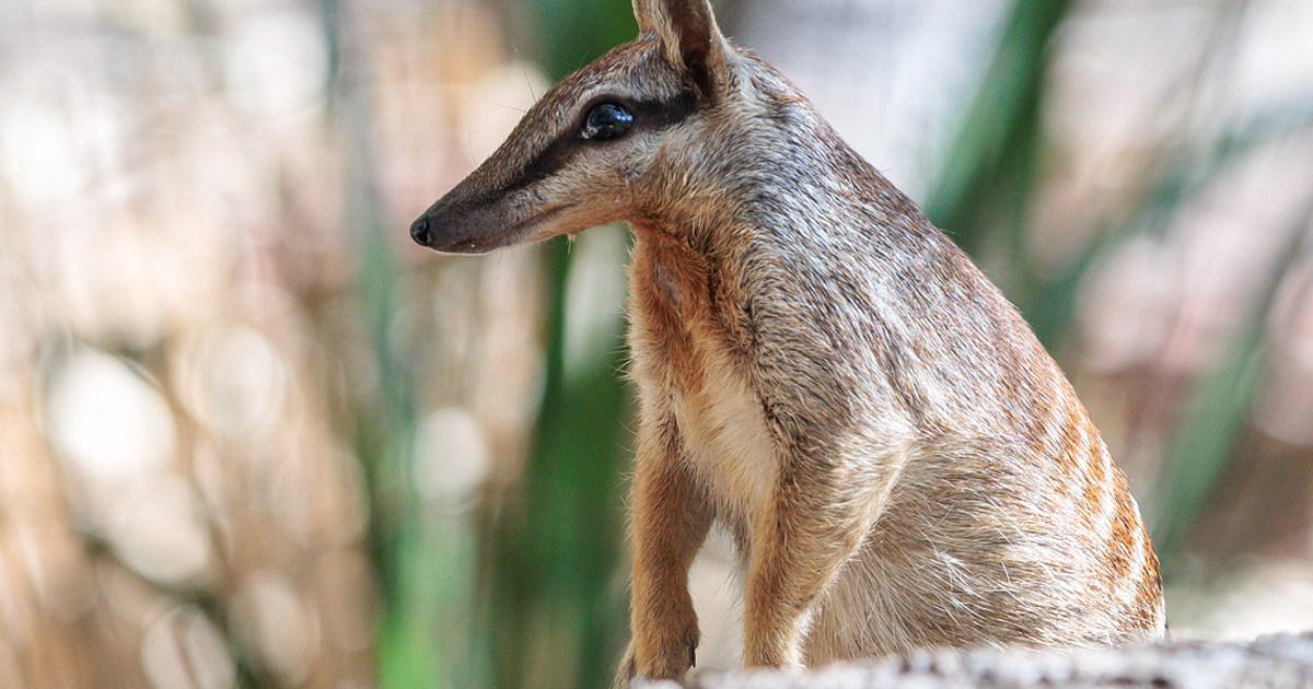 Numbats no longer endangered but threat far from over